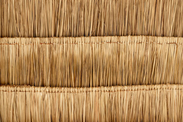 Under view of step dried nipa palm leaf that is used to make a roof. Under view of step dried nipa palm leaf that is used to make a roof. for background and textured. palm fiber stock pictures, royalty-free photos & images