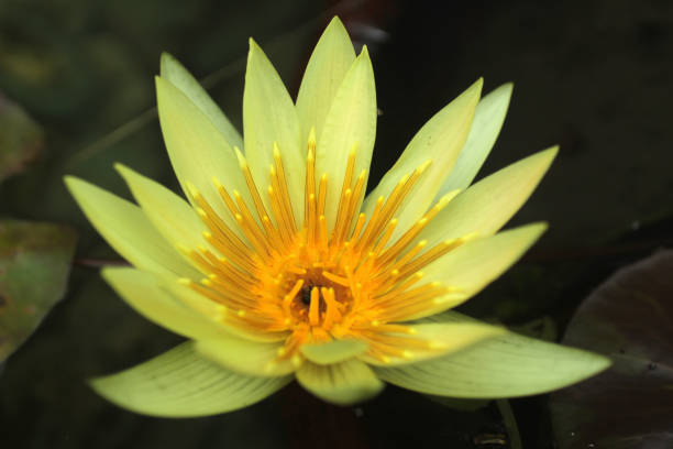 istock Yellow Lotus Water Lily - Nymphaea. 1389236281