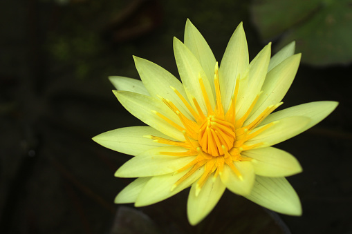 Yellow Lotus water lily - Nymphaea floating in a pond. Beautiful aquatic flower background. Yellow Lotus flowers Nymphaea, waterlily.