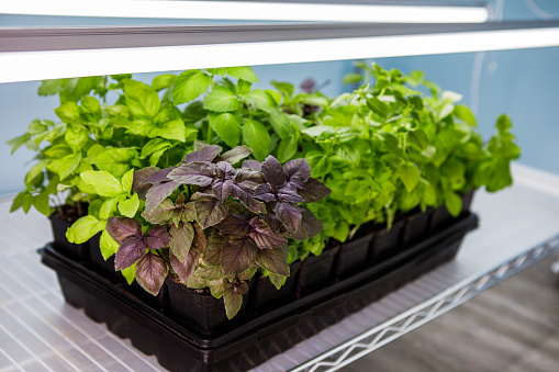 Seed starting tray containing green and purple varieties of fresh, organic homegrown basil seedlings growing indoors under LED grow lights on a stainless steel cart