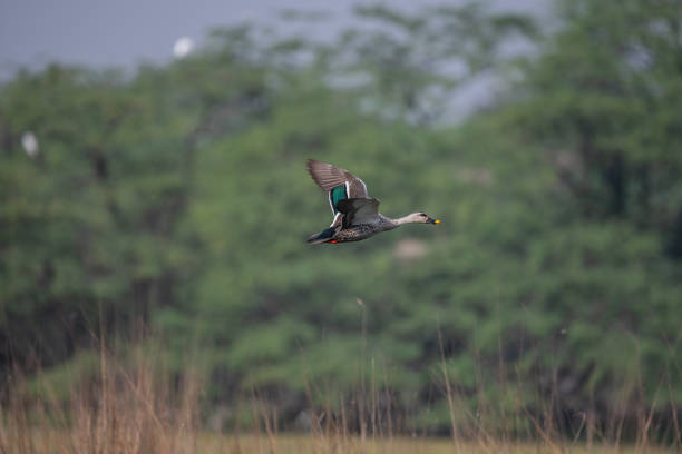 istock Indian Spot-billed Duck flying around the wetlands 1389239011