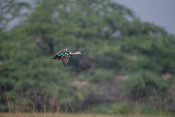 istock Indian Spot-billed Duck flying around the wetlands 1389239012