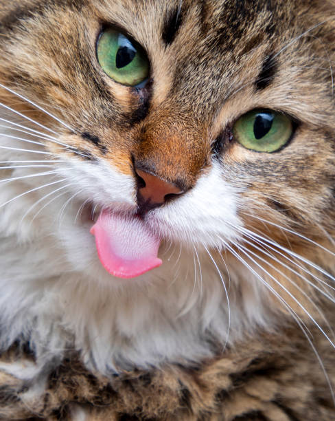 istock Longhaired tabby cat lying with tongue out 1389239129