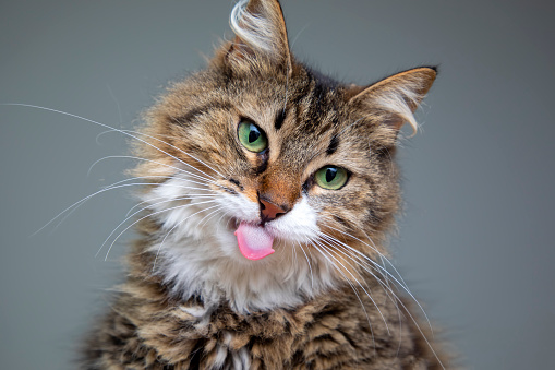 Longhaired tabby cat lying with tongue out