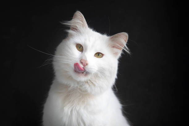 Longhaired white cat lying with tongue out