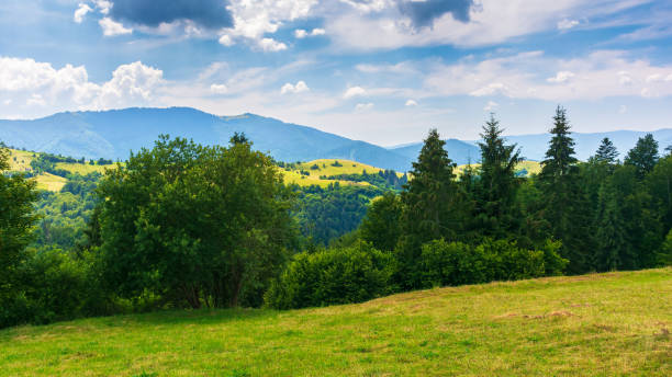 istock trees on the grassy hill in mountains 1389239868