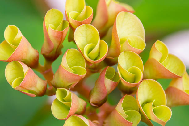 istock Euphorbia milii (crown of thorns, Christ plant, Christ thorn) 1389239918