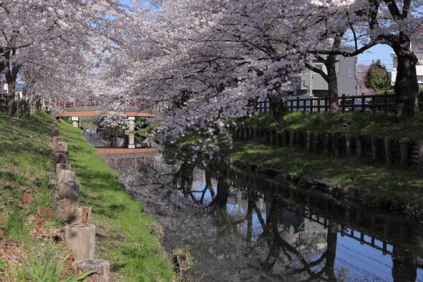istock Japan, spring of Saitama 1389240094