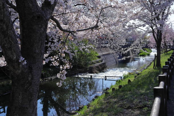 istock Japan, spring of Saitama 1389240103