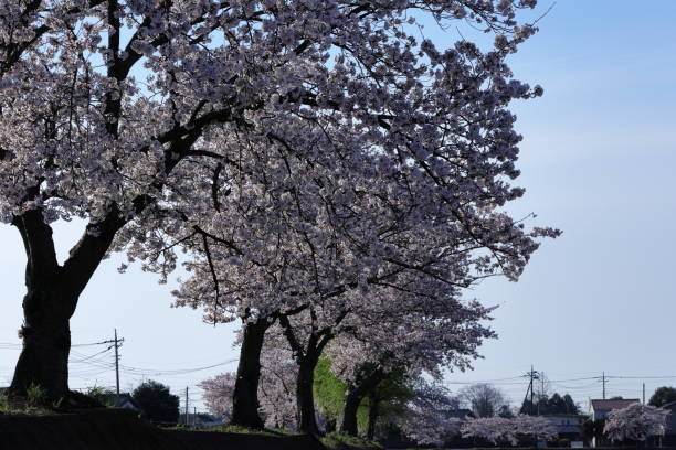 istock Japan, spring of Saitama 1389240128