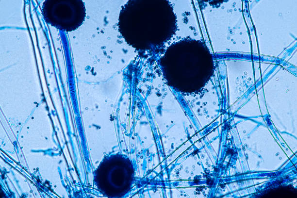 istock Aspergillus niger and Aspergillus oryzae  (mold) under microscope for Microbiology in Lab. 1389240132