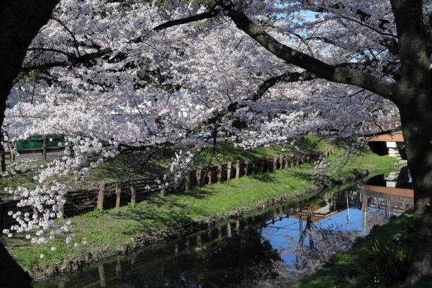 istock Japan, spring of Saitama 1389240208