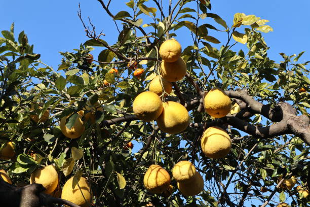 napoli - pianta di citrus medica nel real orto botanico - grapefruit citrus fruit leaf fruit foto e immagini stock