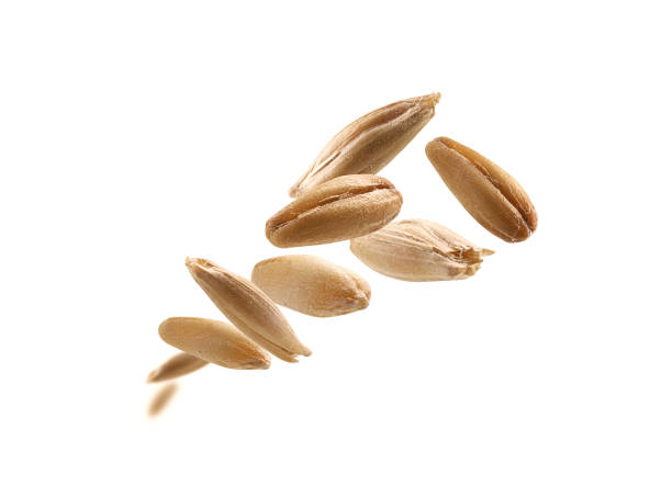 istock Oat grains levitate on a white background 1389240838