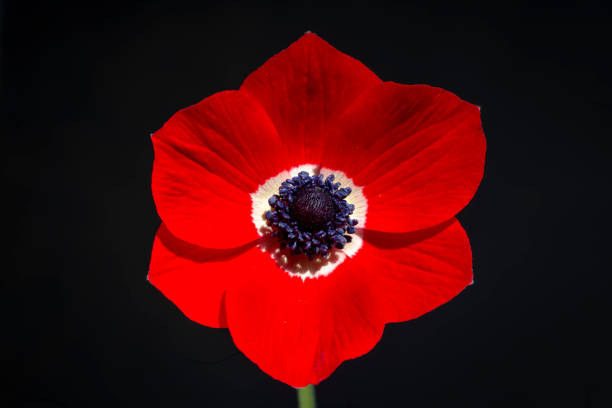 Red anemone flower on the black background