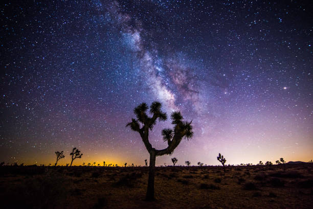 Milky way with Joshua tree