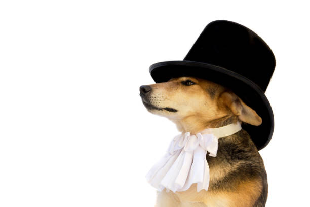 istock dog with black top hat , jabot on white background 1389243831