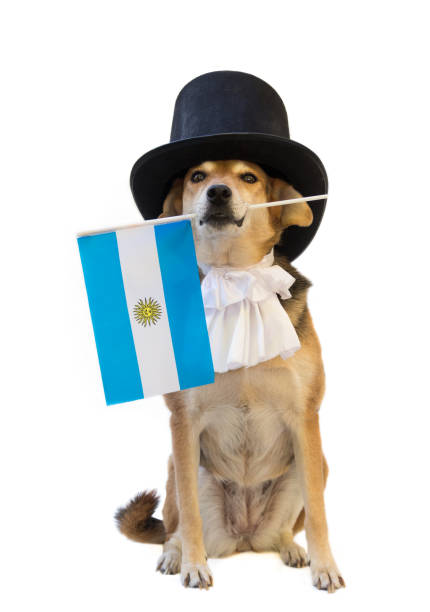 hund mit schwarzem zylinder, jabot und argentinischer flagge - jabot stock-fotos und bilder