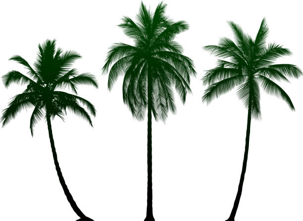 Highly Detailed Palm Trees vector art illustration