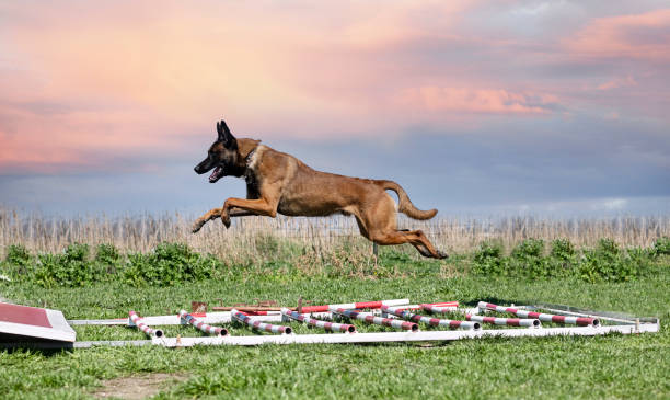 addestramento del pastore belga - belgian shepherd foto e immagini stock