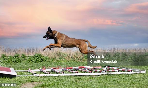 Training Of Belgian Shepherd Stock Photo - Download Image Now - Belgian Malinois, Jumping, Guard Dog
