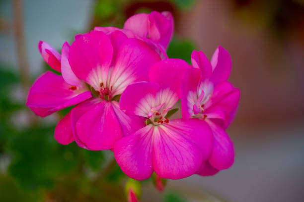 Pink geranium flower macro photography in summer day. Pelargonium flower with pink petals close-up photo in summertime.