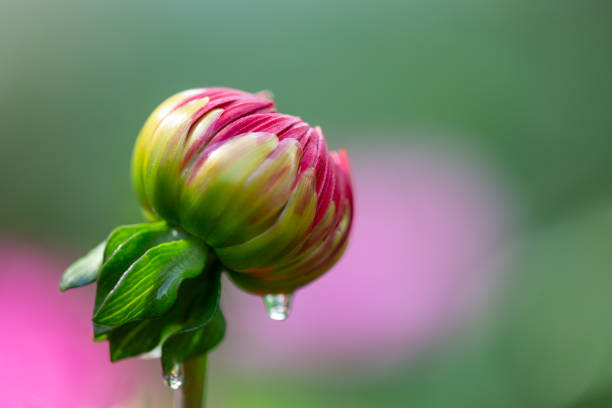 Red dahlia bud in summer day garden photography. Close red floral background macro photography.