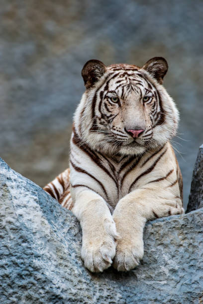 istock Portrait of lying white tiger 1389245920