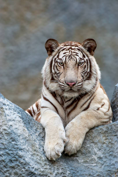 istock Portrait of lying white tiger 1389245925