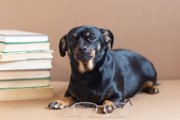 istock A thoroughbred dog. A terrier. Pets. Back to school. Animal themes 1389247548