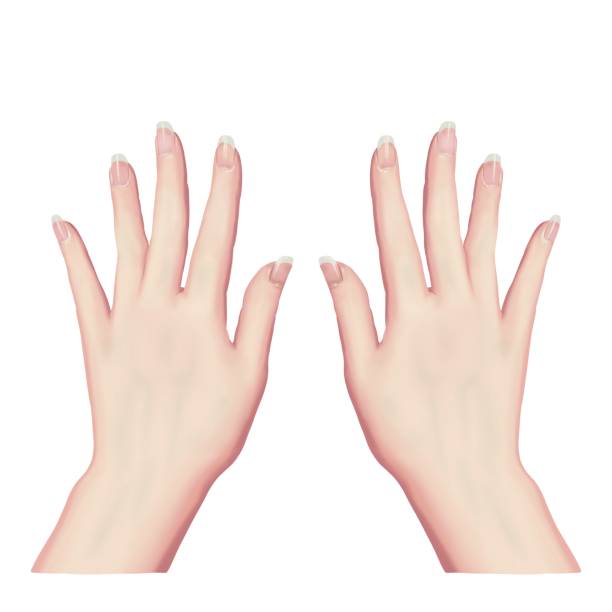 Hand Back Background 180+ Back Of Hand White Background Stock Illustrations, Royalty-Free ...
