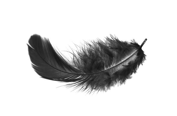 istock Black Bird Fluffly Feather Isolated on White Background 1389248754