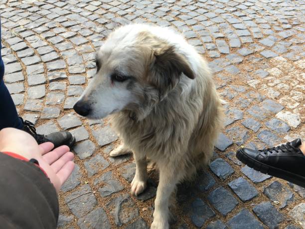 istock Sad Stray Dog in Street. 1389254123