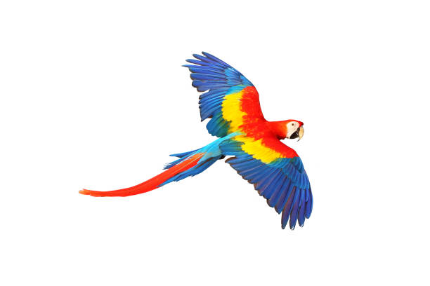 Parrot Colorful macaw parrot isolated on white background. scarlet macaw stock pictures, royalty-free photos & images