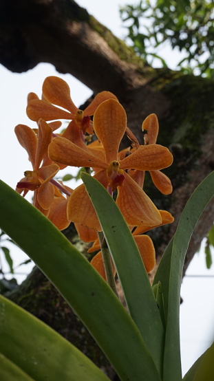 Mokara orchid flowers in full bloom