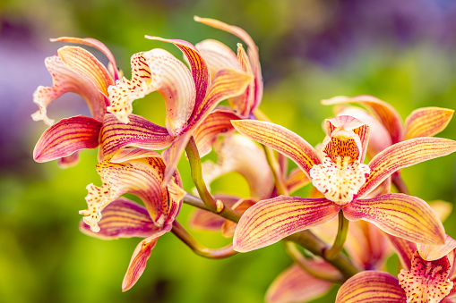 closeup of colorful orchids