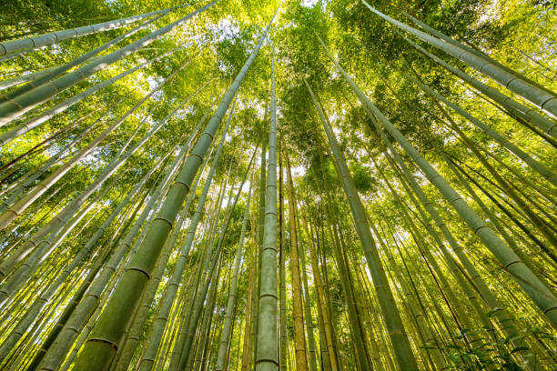 istock Low angle view of green tall bamboos in forest 1389256986