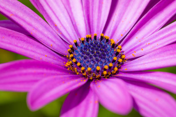 Extreme close up view of purple daisy selective focus