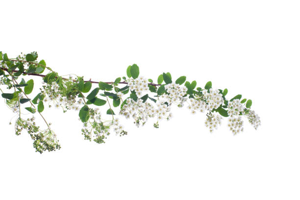 istock Spirea. White flowers and green leaves on white background 1389257336