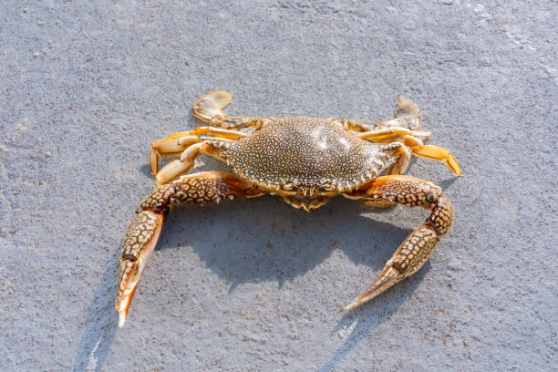 istock Speckled Crab on Melbourne Beach, Florida. 1389257715