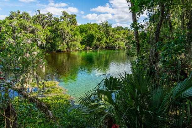 parque estatal blue spring. lugar de invernada manotee. vista del río con agua termal cálida, rica belleza natural, rica historia y una maravillosa cantidad de vida silvestre. - saint johns river fotografías e imágenes de stock