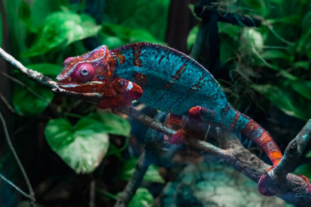 istock Blue chameleon with red head and tail on a tree branch. Chameleons (lat. Chamaeleonidae) are lizards that can change body color. 1389257732