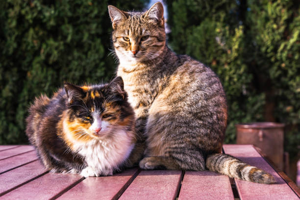 istock Two twin kittens. Two kittens sit and doze side by side on the table under the warm sun in cold weather 1389258306