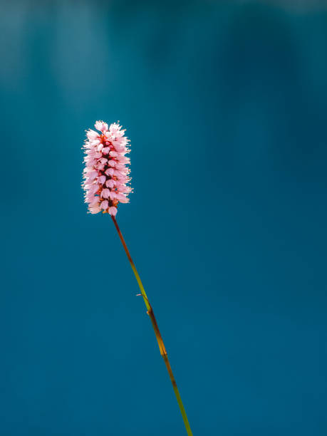 Bistorta officinalis. Other common names - snakeroot, snake-root, snakeweed close up on the blue water background. Bistorta officinalis. Other common names - snakeroot, snake-root, snakeweed close up on the blue water background. Vertical view. snake names stock pictures, royalty-free photos & images