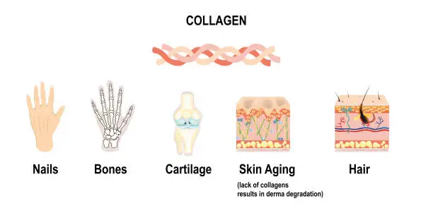 Vector illustration of Collagenas connective tissues, illustration for medical, science