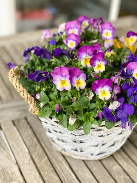 Purple, pink and yellow pansies in basket Purple, pink and yellow pansies in a small basket on a garden table. pansy stock pictures, royalty-free photos & images