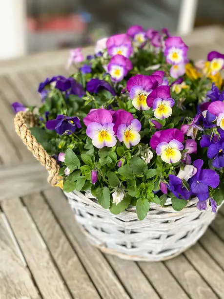 Purple, pink and yellow pansies in a small basket on a garden table.