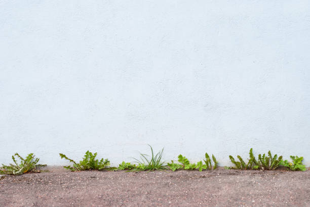 istock Urban weeds background for text. 1389260283