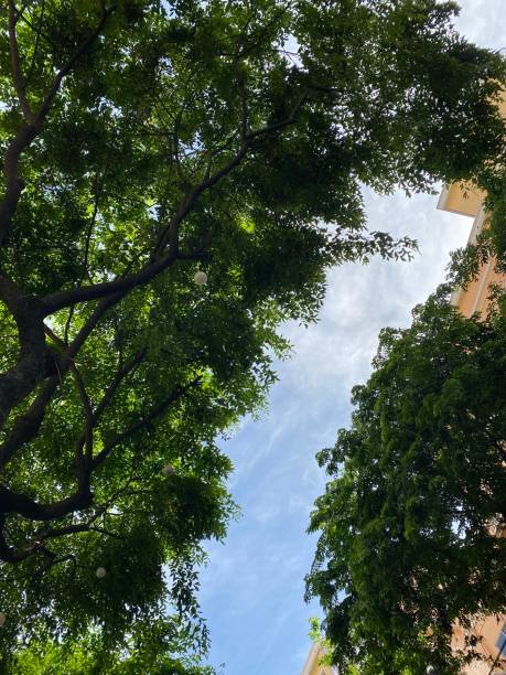 istock Up view - peeking trough these trees 1389261794