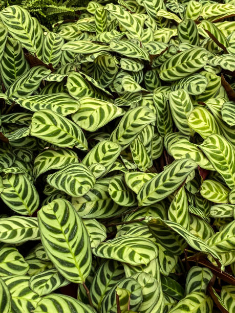 istock Ctenanthe, never never plant. 1389262547